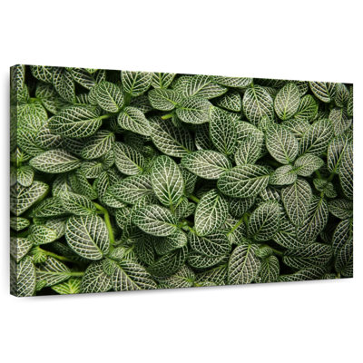 Harnek plante nerveuse verte
