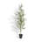 7FT Slim Olive Tree in Grower Pot