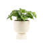 Calathea ''Network'' in Ceramic Planter