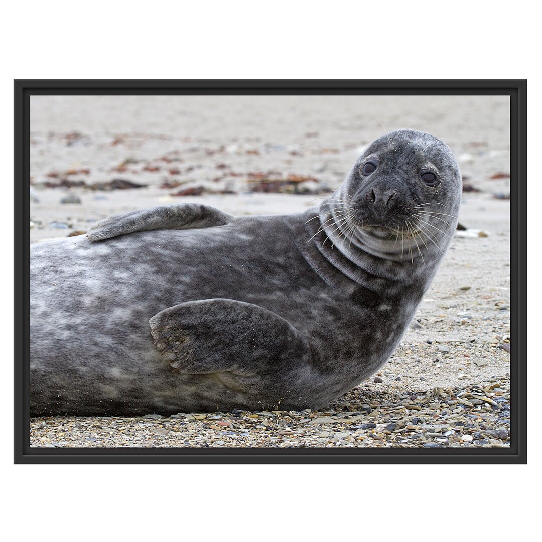 Gerahmtes Wandbild Robbe an Kiesstrand