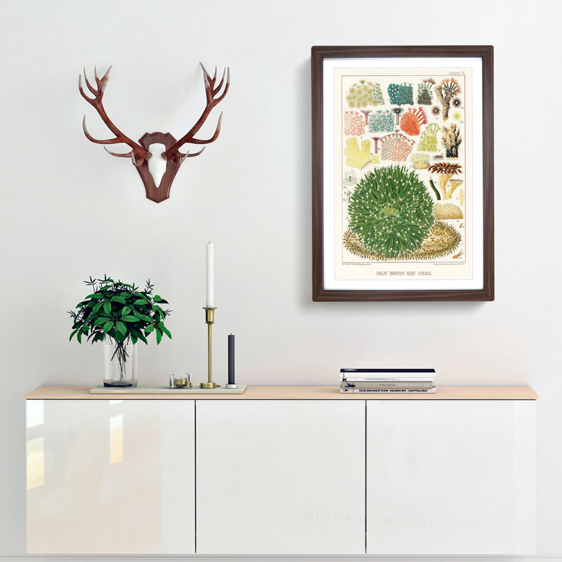 Great Barrier Reef Corals by W. Saville-Kent - Picture Frame Painting Print, 48cm H x 36cm W x 2cm D, Walnut Framed
