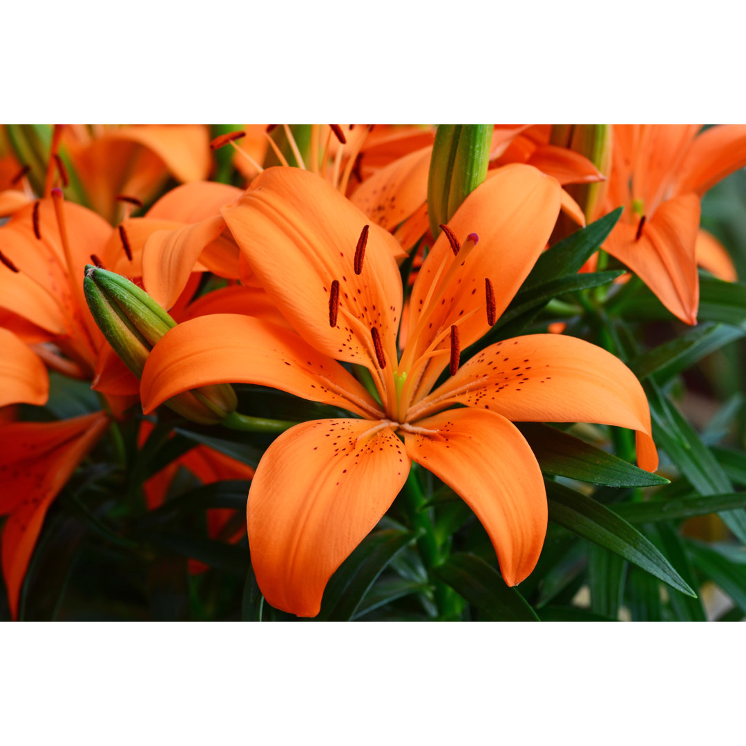 Leinwandbild Lilium, Orange Flower von IMNATURE