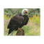 Art mural majestueux aigle à tête blanche-1663900757