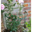 Babken Metal Plant Support-347827925-347827929