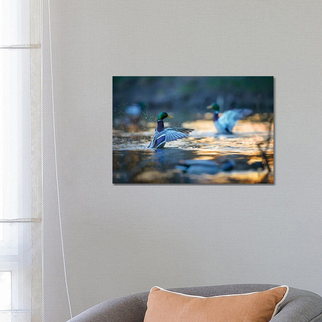 Mallard Ducks II by Mateusz Piesiak - Wrapped Canvas Print