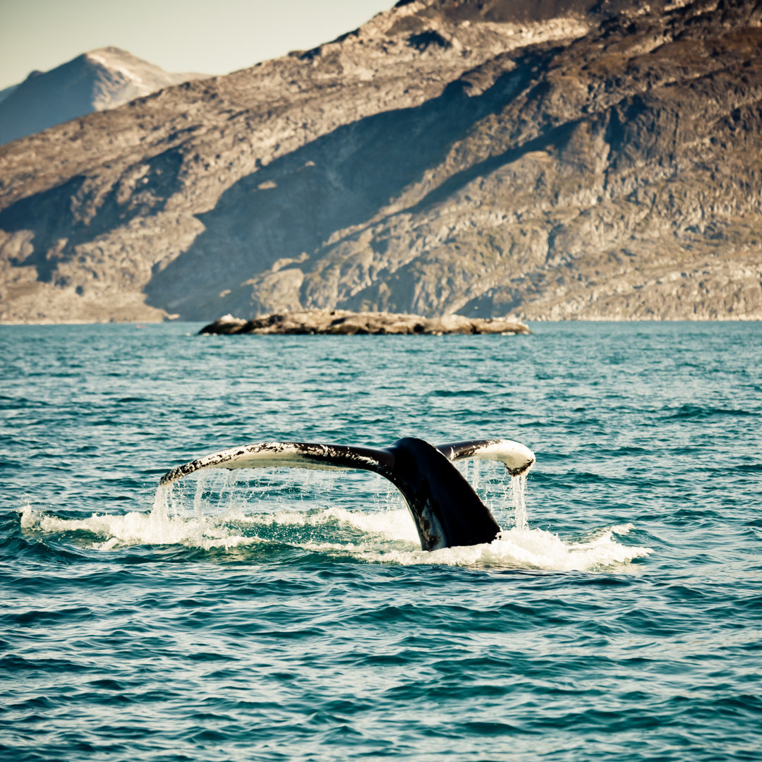 Whale Diving Grönland Küste - Leinwandbild