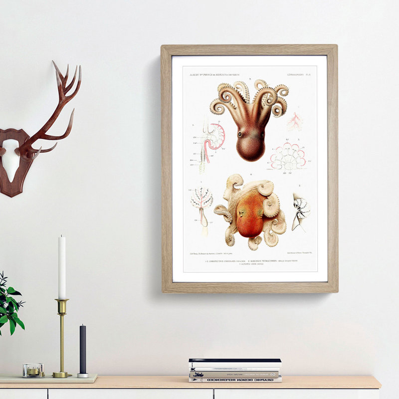 Octopus Illustrations by Albert I - Framed Print, 48cm H x 36cm W x 2cm D, Oak Framed