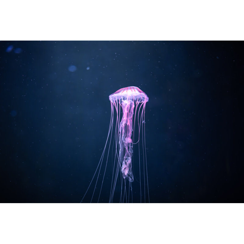 Glowing Jellyfish - Wrapped Canvas Print, 30cm H x 46cm W x 3.8cm D