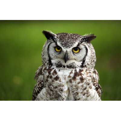 Grumpy Bird by Megan Lorenz - Wrapped Canvas Print