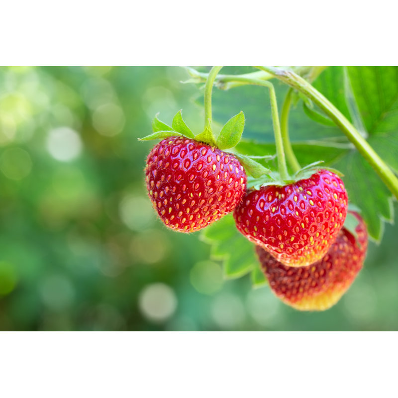 Strawberries On Bush - Wrapped Canvas Print, 20cm H x 30cm W x 3.8cm D