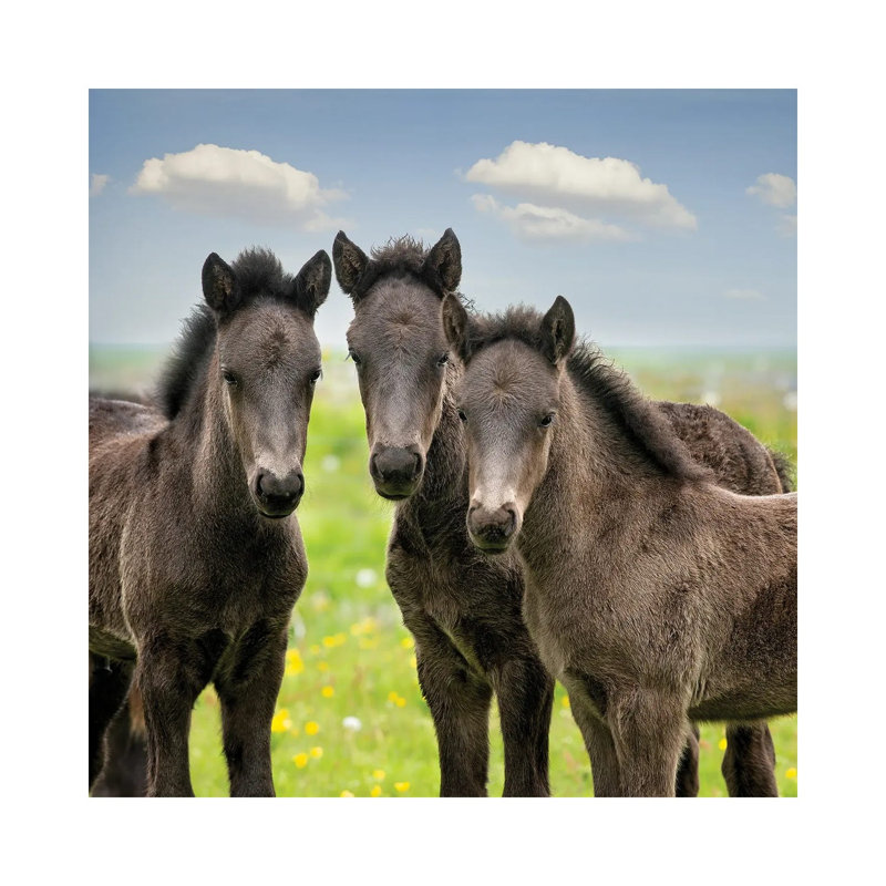Collection Of Horses IX by PHBurchett - Wrapped Canvas Painting, 30.48 cm H x 30.48 cm W