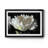 " WHITE PEONY "-375440288-375440291