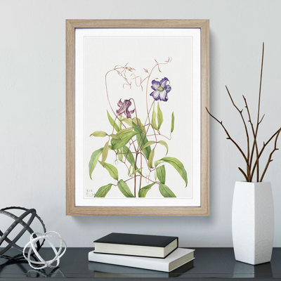 Curly Clematis by Mary Vaux Walcott - Picture Frame Painting