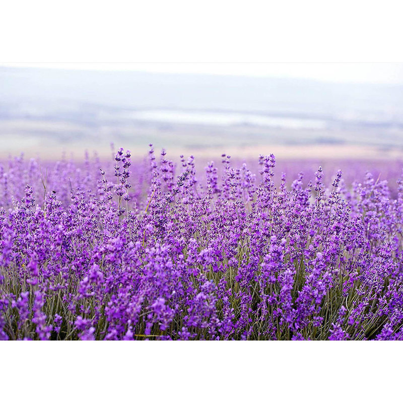 Lavender Oils & Scents