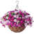 Violet est en rupture de stock