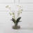  Glory Orchid