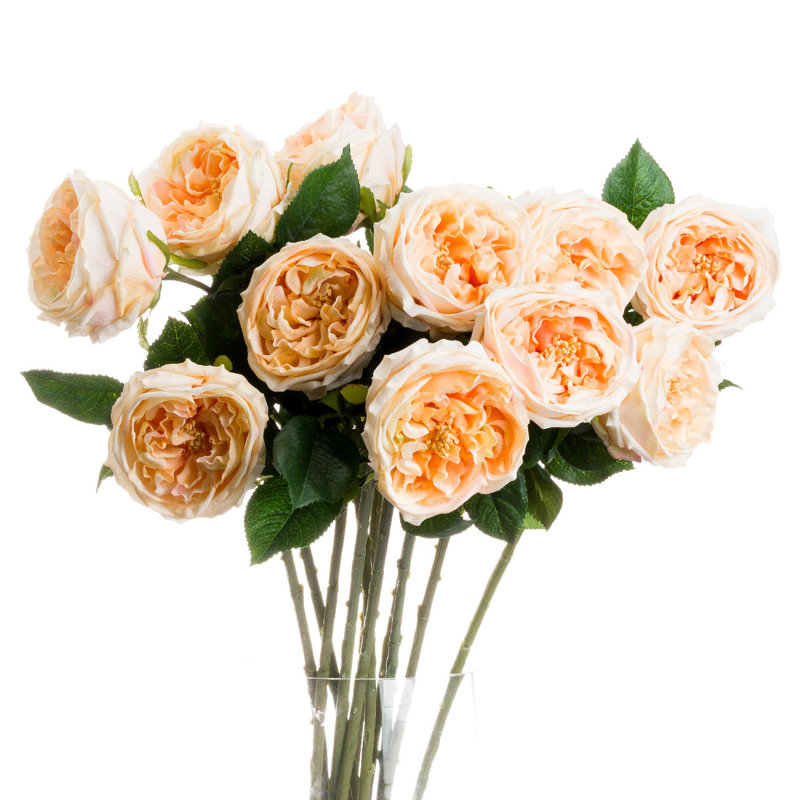 Anastasija Arrangement