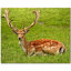 6'' x 6'' Satin Ceramic Decorative Mural