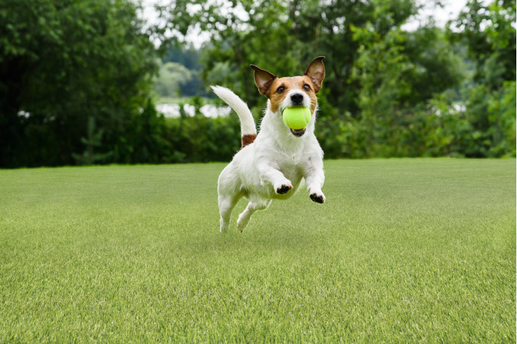 pet friendly low maintenance yard designs with a dog running on a pet friendly turf lawn with a tennis ball in its mouth