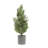 24'' Faux Pine Tree in Pot