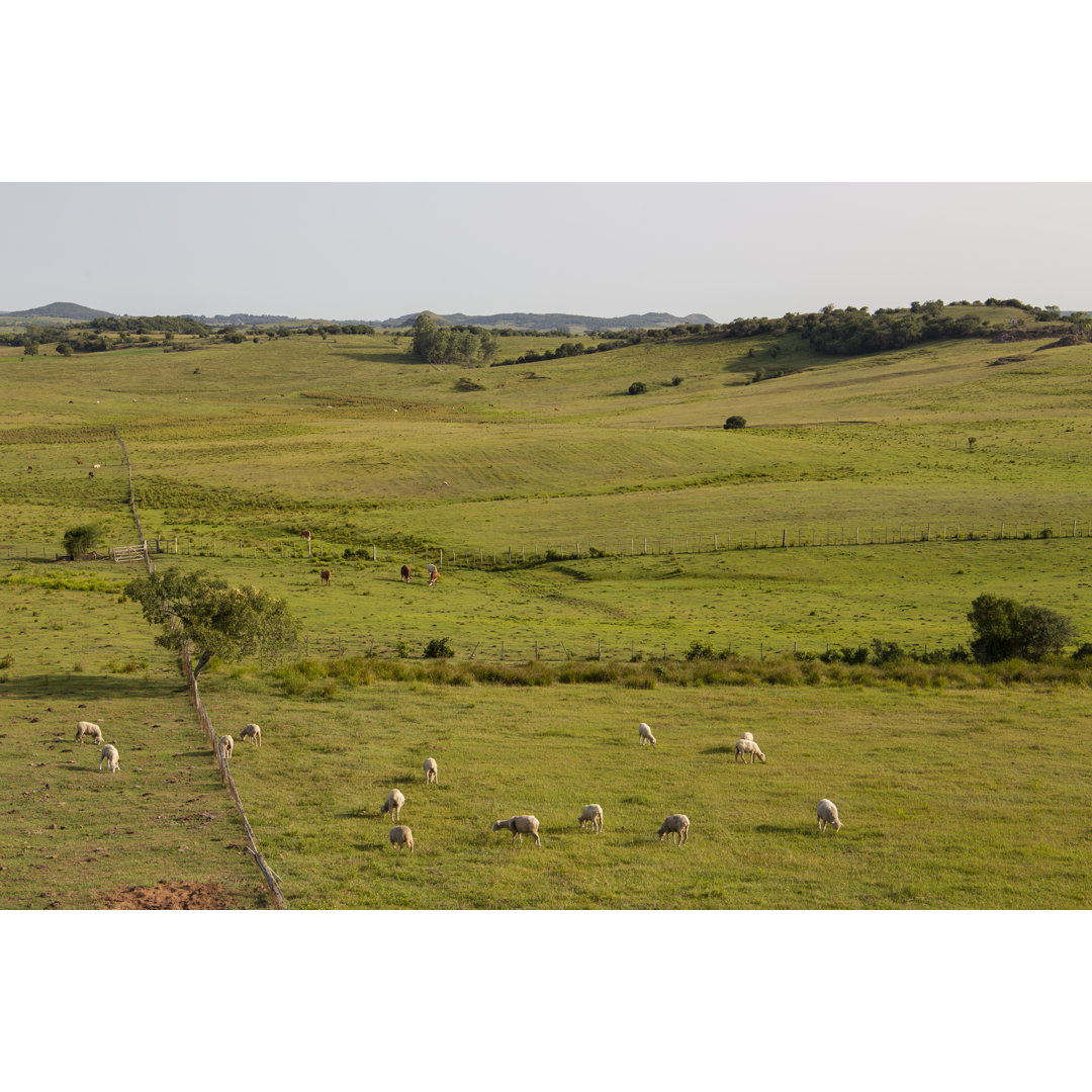 Einheimisches Weideland in der Pampa, Brasilien