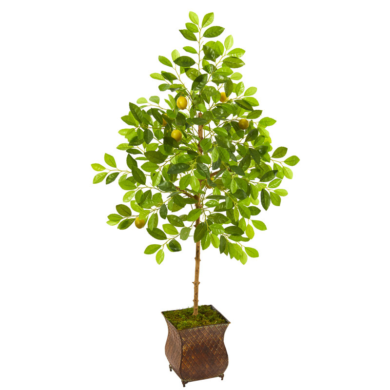 Arbre citron en pot de fleurs