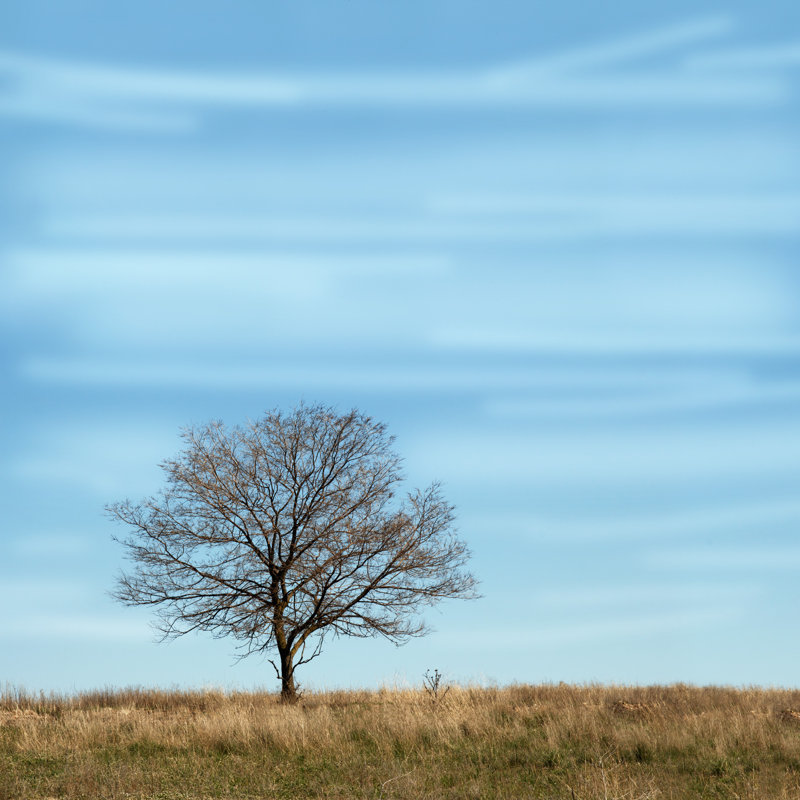 Emsley Tree Without Leaves - Wrapped Canvas Print, 30cm H x 30cm W x 3.8cm D