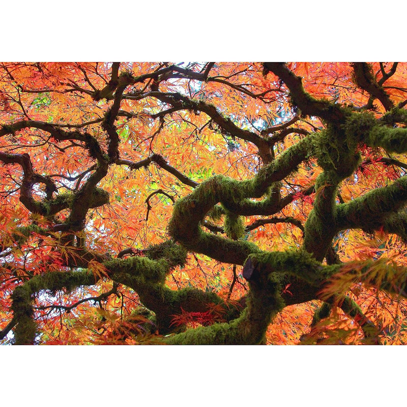 Peel & Stick Clear Border, 100" L x 144" W