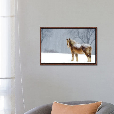Belgian Snow II by David Gardiner - Print on Canvas