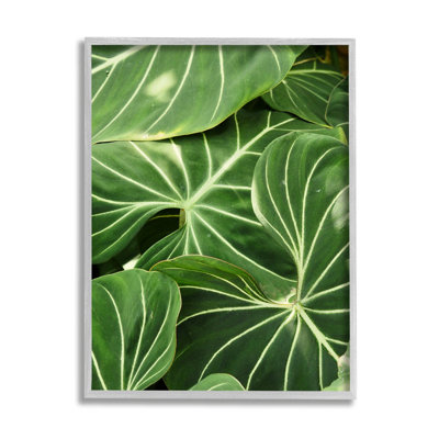 Végétale luxuriante à feuilles vertes