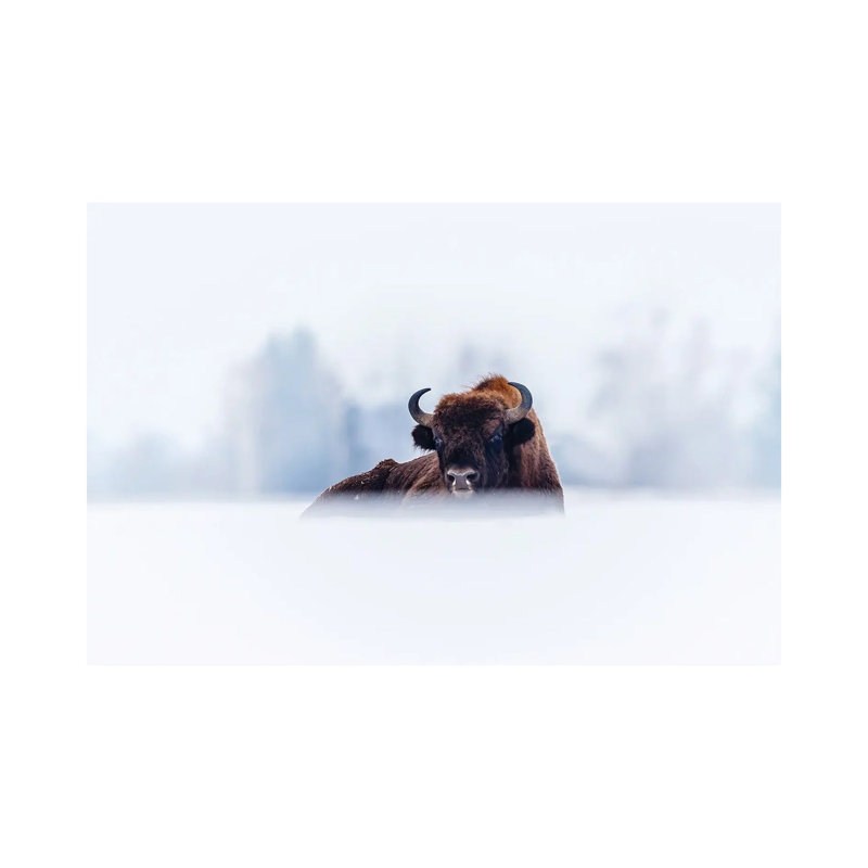 Winter Bison by Mateusz Piesiak - Wrapped Canvas Print, 20.32 cm H x 30.48 cm W