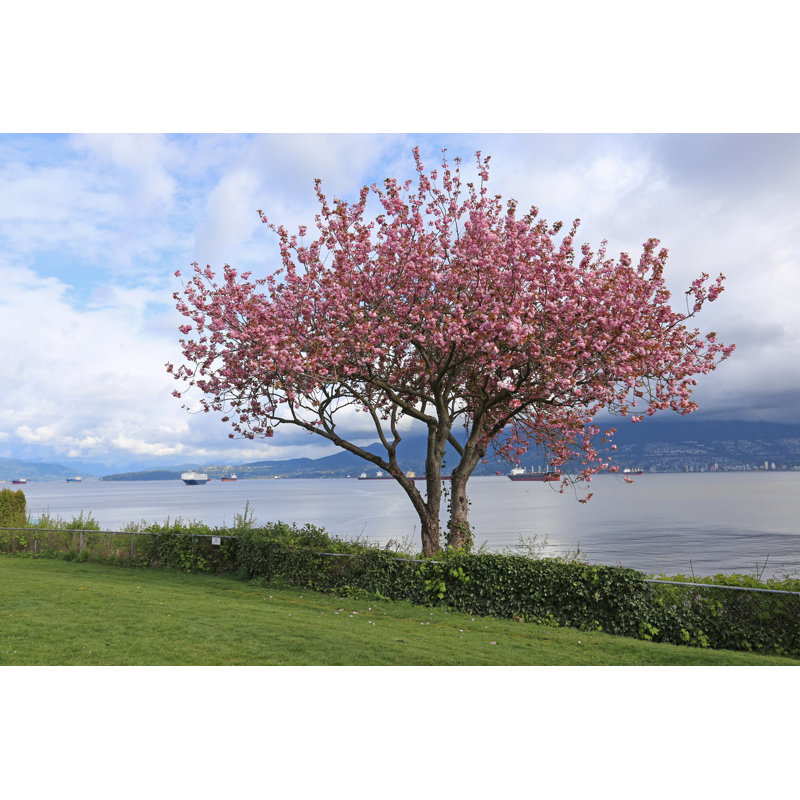 Kitsilano Cherry Blossoms by Ca2hill - Wrapped Canvas Print, 30cm H x 46cm W