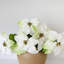 Poinsettia Faux Floral-644649064