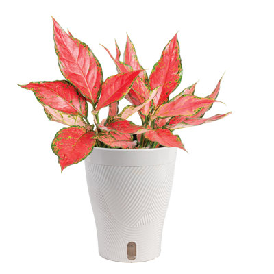 Costa Farms Pink Aglaonema Indoor House Plant in 5-inch Self-Watering Pot