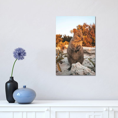 Sunset Quokka On Rottnest Island by James Vodicka - Wrapped Canvas Gallery-Wrapped Canvas Giclée