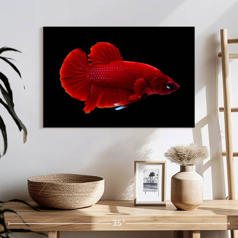 Vibrant Red Betta, 16" H x 24" W