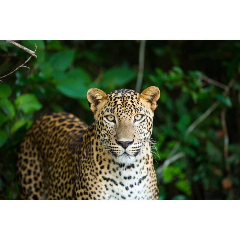 Leopard par Dyan_K - Photographie sur toile tendue, H 8 po x l 12 po
