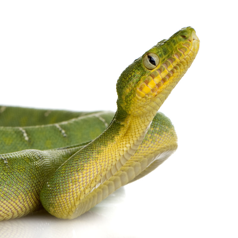Emerald Tree Boa by GlobalP - Wrapped Canvas Print, 30cm H x 30cm W
