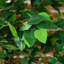 Ensemble de 2 ficus artificiels en pot-1996920194
