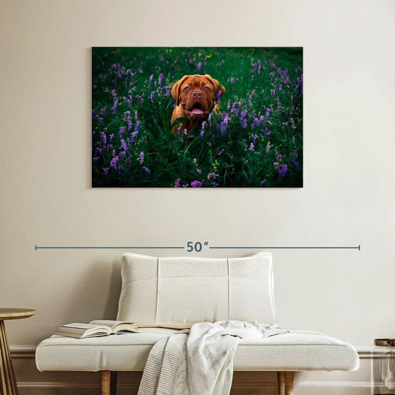 Dogue français Brampt, H 26 po x l 39 po