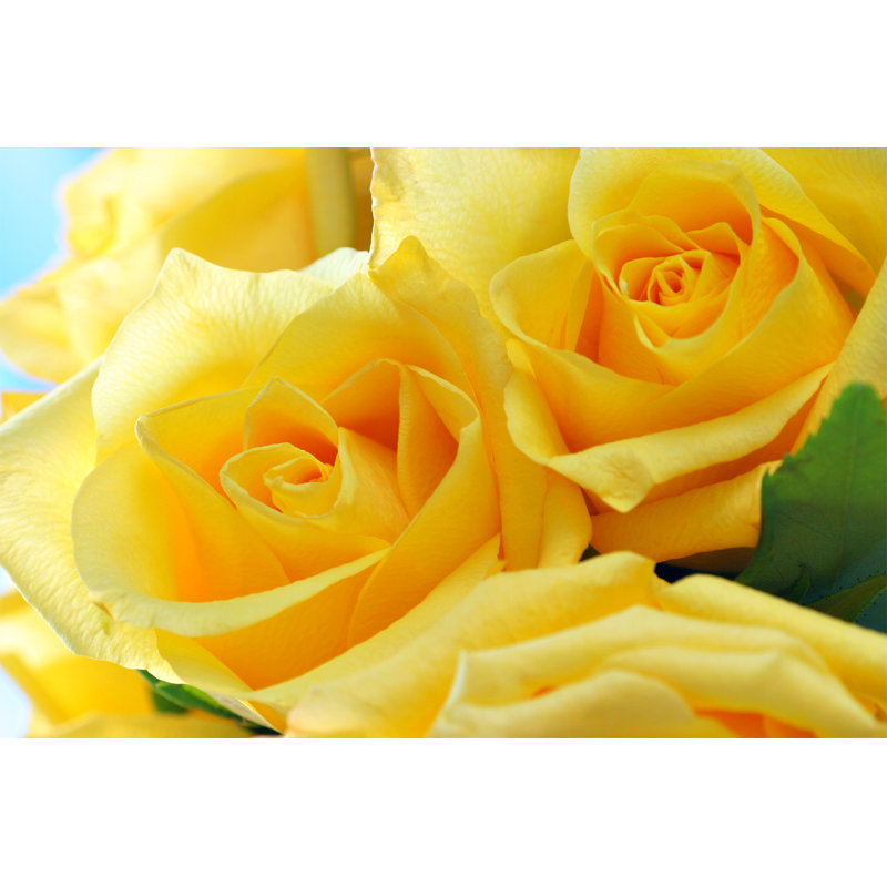 Yellow Roses - Wrapped Canvas Print, 20cm H x 30cm W
