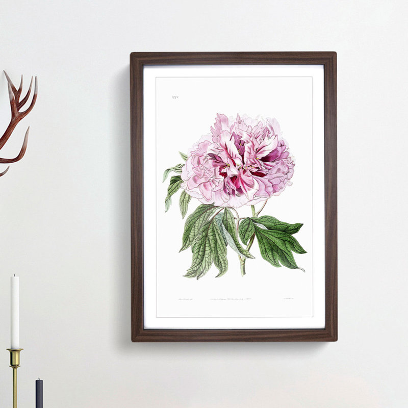 Pink Tree Peony Flower - Picture Frame Painting Print, 36cm H x 27cm W x 2cm D, Walnut Framed