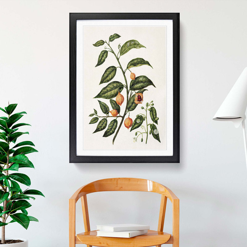 Passionfruit Plant by Sarah Featon - Framed Print, 65cm H x 48cm W x 2cm D, Black Framed