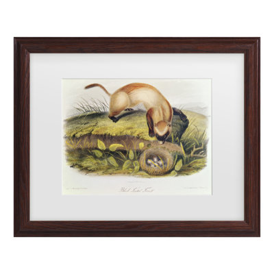 Art mural encadré - Décoration murale «Ferret à pieds noirs» par John James Audubon - cadre pour salon, cuisine et salle de bain - 16 x 20