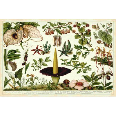 Tableau botanique tropical III