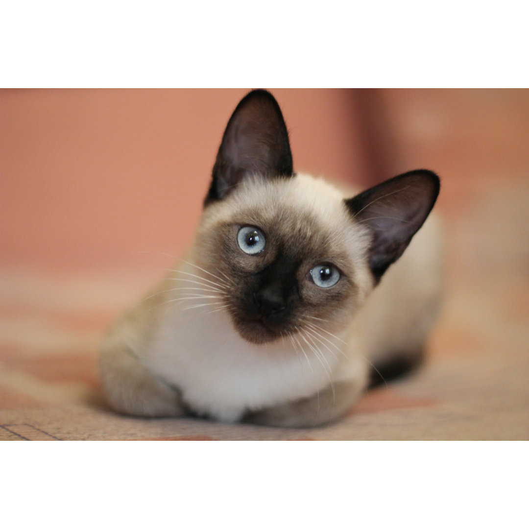 Leinwandbild Young Siamese Kitten Nette Katze mit schönen blauen Augen