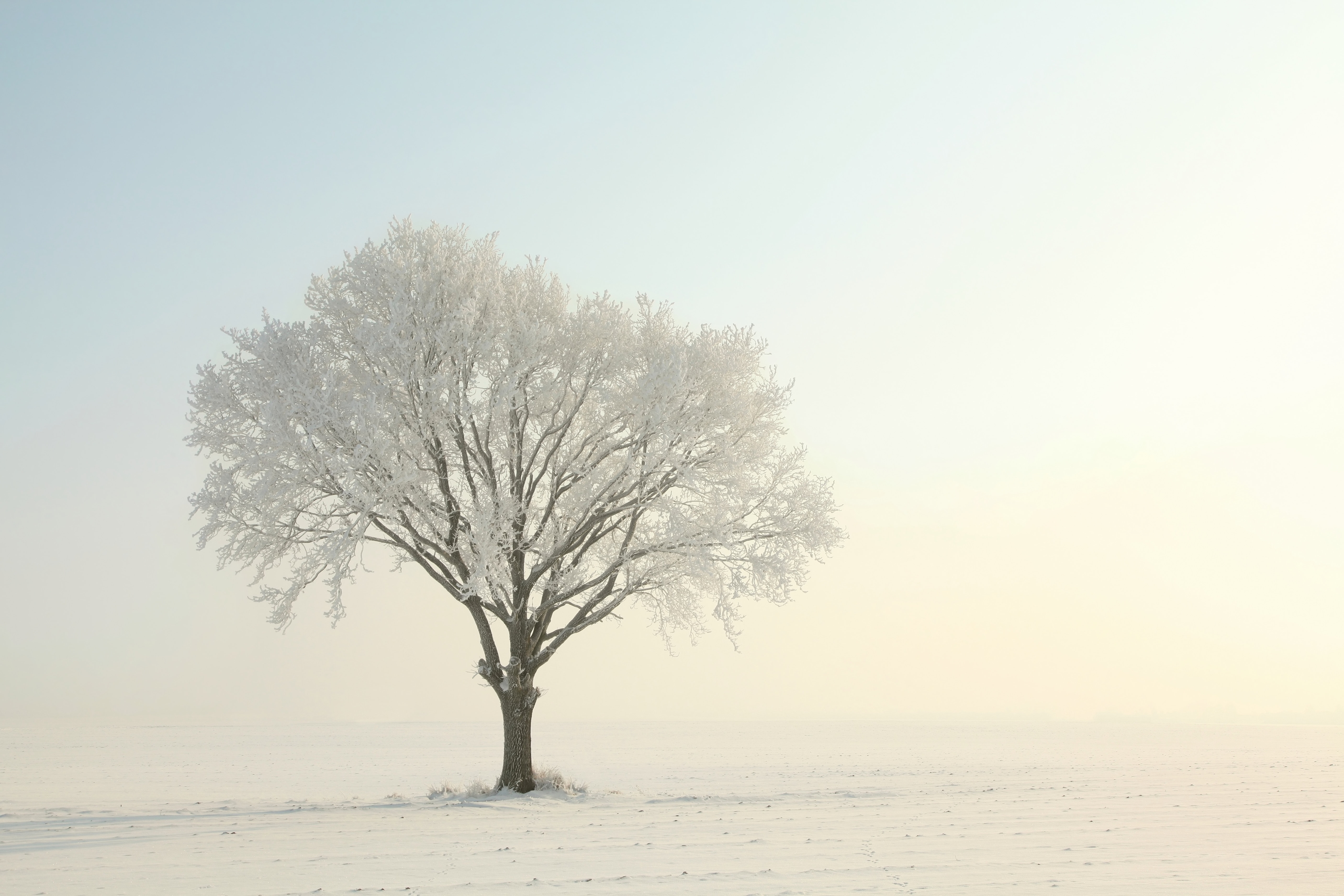 Ebern Designs Lonely Tree - Wrapped Canvas Print | Wayfair