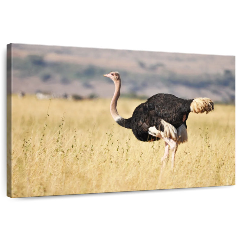 Wildlife Ostrich