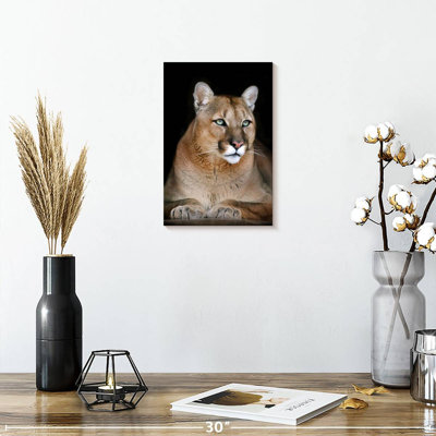 Chat sauvage majestueux Brampt
