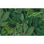 Papier peint Shades Of Green